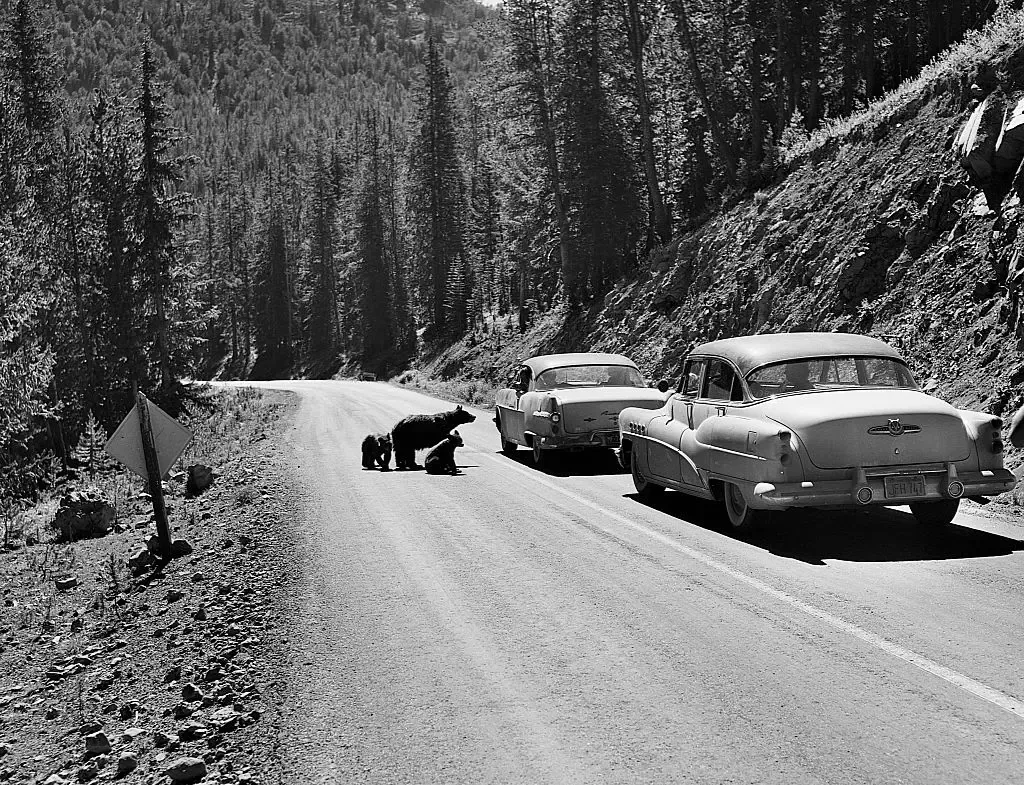 Are the Grizzly Bear Attacks in Yellowstone and Glacier Linked? We Asked a Bear Expert.